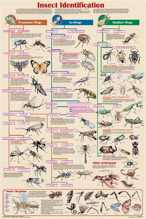 Insect Identification Chart helps to identify insects