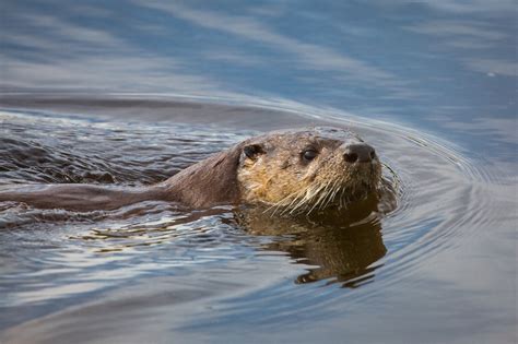 River Otter Swimming Free Stock Photo - Public Domain Pictures