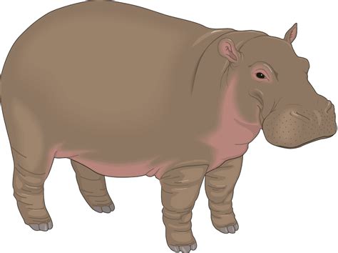 Hippo clipart purple, Hippo purple Transparent FREE for download on ...