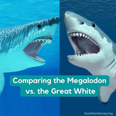 Megalodon vs. Great White Shark Comparison - Dutch Shark Society