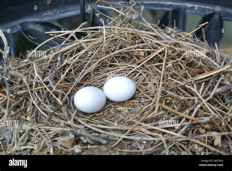 Mourning Dove Eggs Hatch