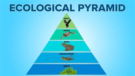 Food Pyramid In Hindi