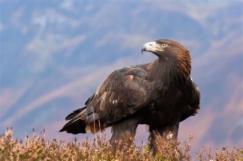 Golden Eagle Images