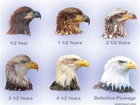 Stages Of Bald Eagle Development