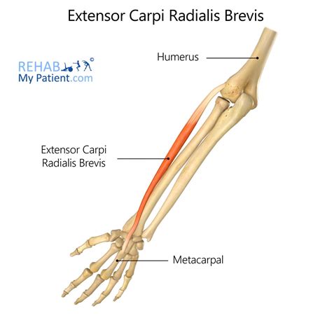 Extensor Carpi Radialis Longus Function - amarelogiallo