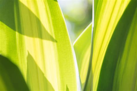 Green leaf, close-up photo 1825969 Stock Photo at Vecteezy