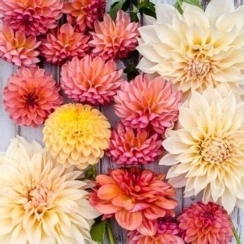 How to Grow Dahlia Seeds | The Seed Collection