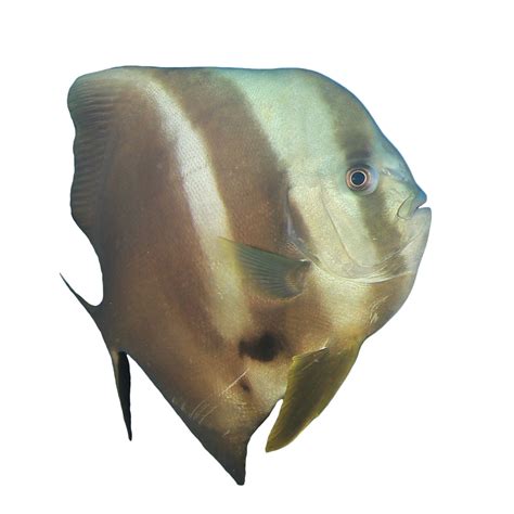 Batfish - Hobbyist & Retailers | Piscine Energetics