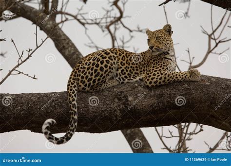 Leopard In Tree Royalty Free Stock Images - Image: 11369629