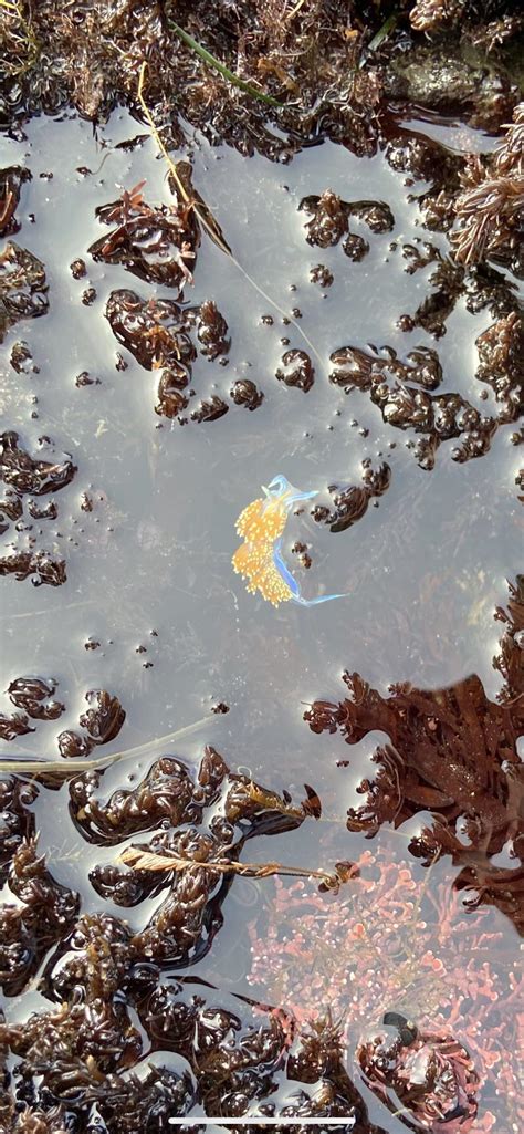 I found a brightly colored sea slug at the beach today. : r/mildlyinteresting