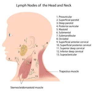 Jugular Lymph Nodes