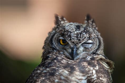 wallpaper owl, eyes, bird HD : Widescreen : High Definition : Fullscreen