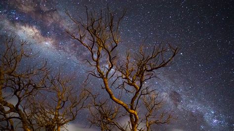 Milky Way Galaxy Tree Dark 4k Wallpaper,HD Nature Wallpapers,4k Wallpapers,Images,Backgrounds ...