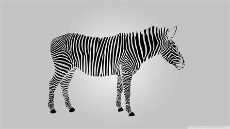 Zebra HD Wallpapers - Wallpaper Cave