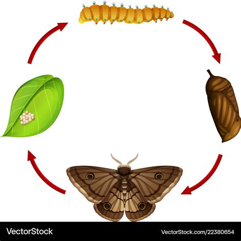 Moth Life Cycle Diagram