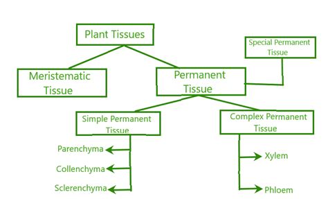 Permanent Tissue Diagram