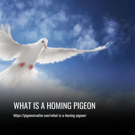 What Is A Homing Pigeon