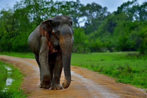 Best Place to See Elephants in Sri Lanka