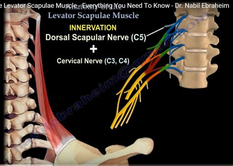 Anatomy of Levator Scapulae — OrthopaedicPrinciples.com