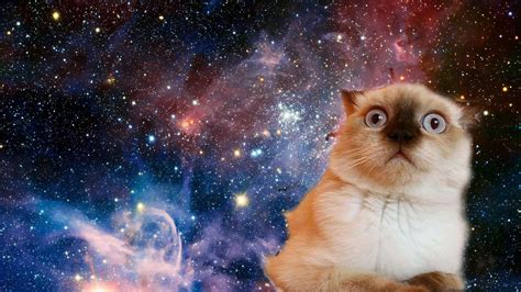 #cat #space #funny #confused #face #stars #1080P #wallpaper #hdwallpaper #desktop | Cute laptop ...