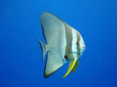 Teira batfish (Platax teira)