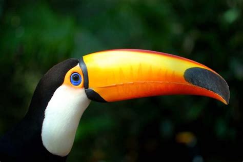 Toco Toucan Facts, Habitat, Diet, Life Cycle, Baby, Pictures