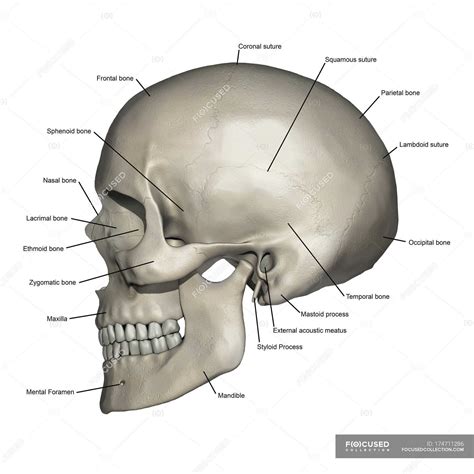 Lateral view of human skull anatomy with annotations — healthcare, skeletal system - Stock Photo ...