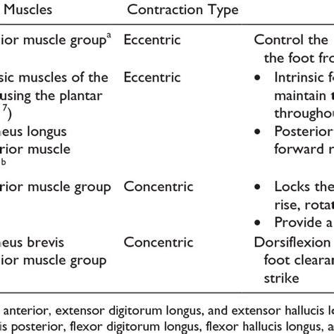 Muscles Used During the Gait Cycle. | Download Table