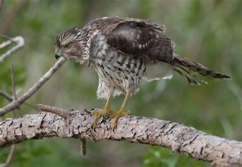 How Do Hawks Avoid Predators? Revealing Their Tactics!