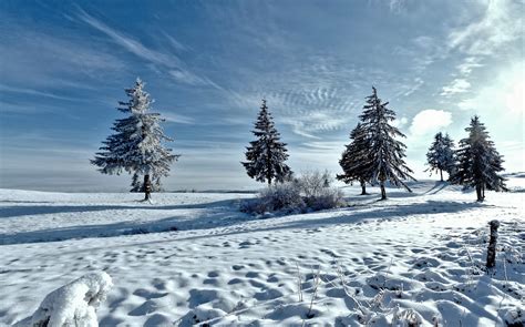 trees, winter, snow Wallpaper, HD Nature 4K Wallpapers, Images and ...