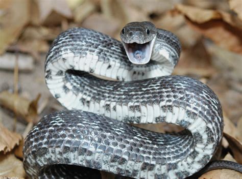 Eastern Ratsnake