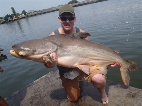 Mekong catfish fishing Bangkok