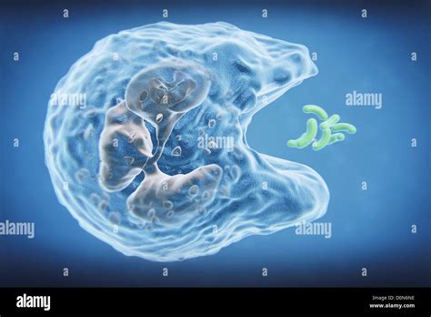 [DIAGRAM] Diagram Of A Phagocyte - MYDIAGRAM.ONLINE