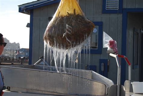 Here’s how hagfish slime gets 10,000 times bigger in 0.4 seconds