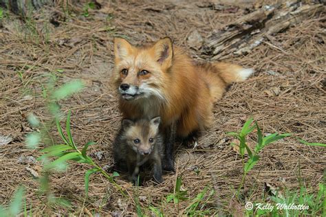 Red Fox Mom and Baby Photograph by Kelly Walkotten - Fine Art America