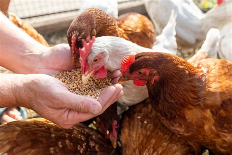 Best Organic Chicken Feed For Laying Hens Reviews 2022