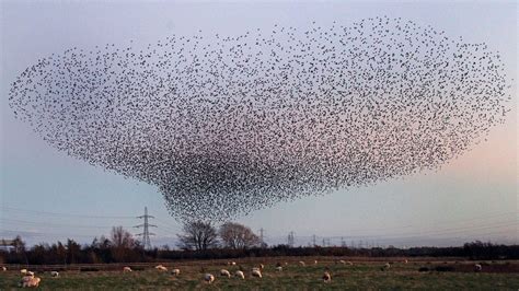 Breathtaking bird migration caught on camera