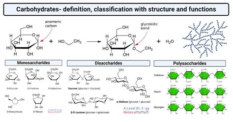 Carbohydrates: Classification, Structure, Functions