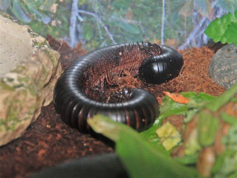 The Online Zoo - Giant African Millipede