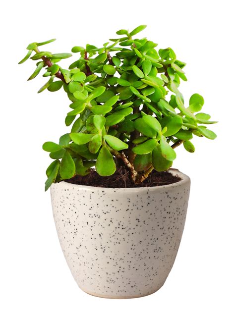 Good Luck Jade Plant in White Round Dew Ceramic Pot - Plants Online India – RollingNature