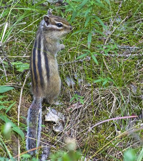 Asian Siberian Chipmunk in the Natural Habitat. Stock Image - Image of chipmunk, wood: 105865697