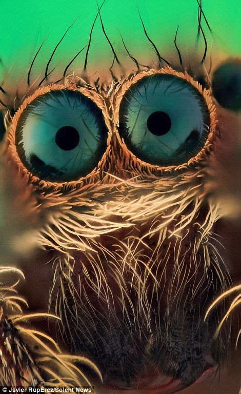 Eerie close up photos of jumping spiders eyes will send you running – Artofit