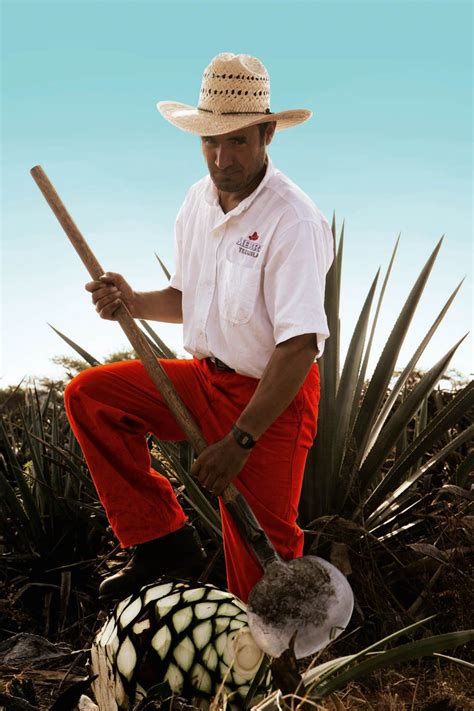 Agave Tequilana Worker, Mejico. Blue Agave or Tequila agave is a native of Jalisco, Mexico ...