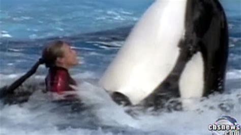 Whale, Trainer Play on Film Before Attack - CBS News