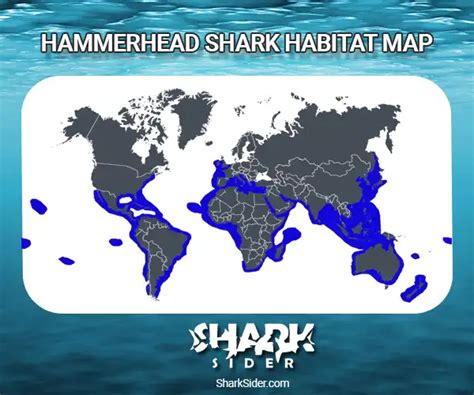 Hammerhead Shark Facts - Species ,Lifespan ,Habitat & Social Life - SharkSider