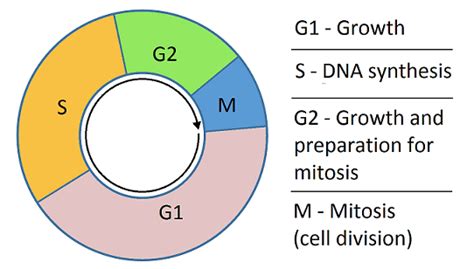 G1 Phase (Interphase) — Overview & Diagrams - Expii