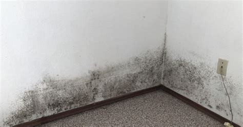 How To Remove Mold From Drywall - Painted And Unpainted