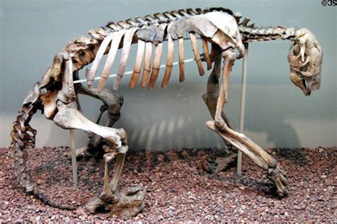 Ground Sloth skeleton at Yale Peabody Museum. New Haven, CT.