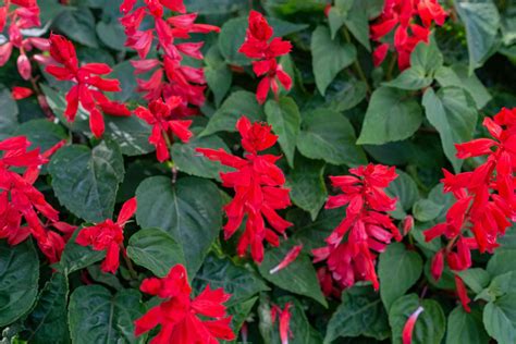 Red Salvia: Plant Care & Growing Guide