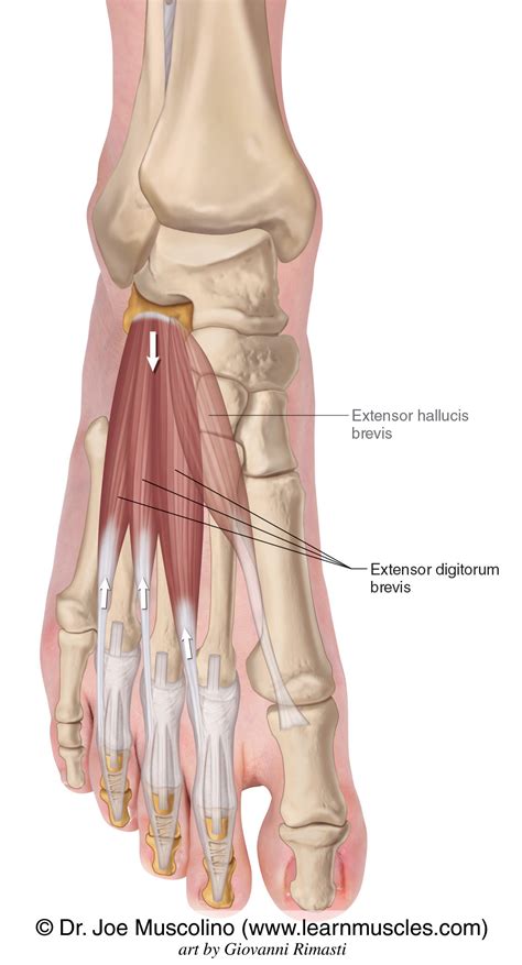 Extensor Digitorum Brevis - Learn Muscles